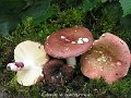 Russula vinosobrunnea-amf1651